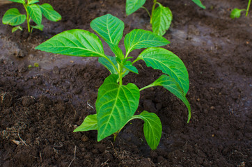 Pepper seedling in the ground. Early spring garden processes.