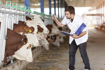 Cow Veterinary