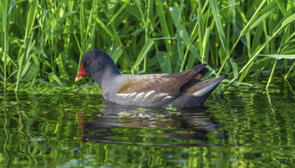 Common moorhen or swamp chicken, gallinula chloropus