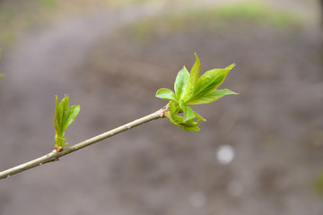 Young leaves on a branch of lilac in the spring