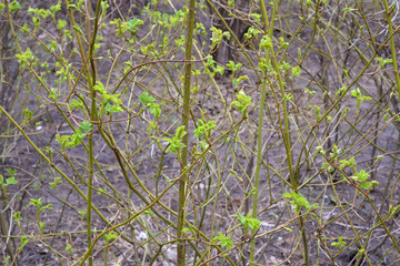 Young green leaves on the branch of wild rose