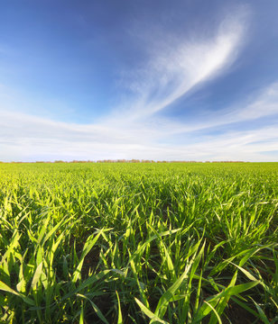 Blue Sky Above Green Field