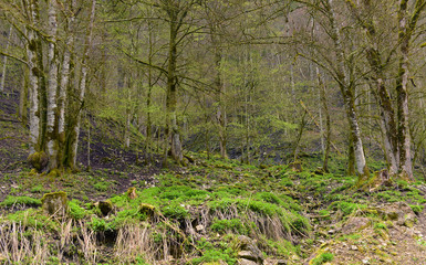 Forest on big slope