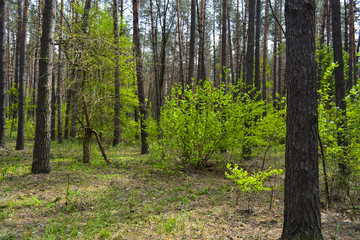 весенний лес в солнечный день