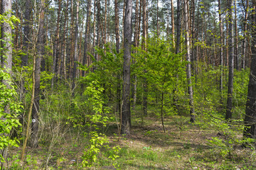 весенний лес в солнечный день