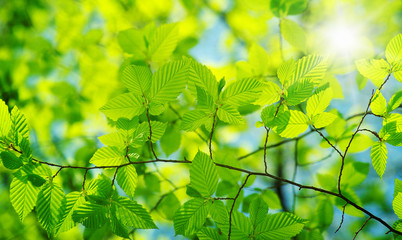  leaves backgrounds