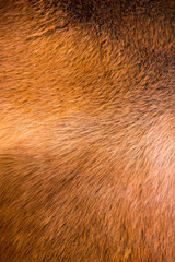 natural  fur texture background