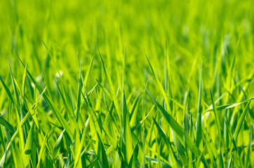 Green grass texture from a field