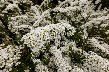 shrub with small white flowers, van Houtte'a spirea