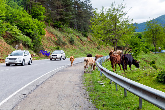 Cows Along The Road In The Mountains