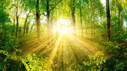 Wald bei Sonnenuntergang