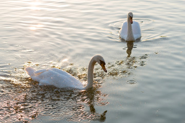 white swans and on the summer lake swimming