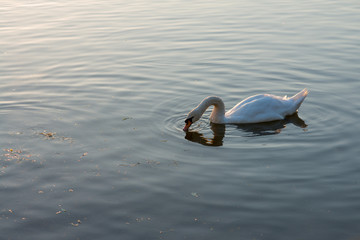 white swan on the summer lake swimming
