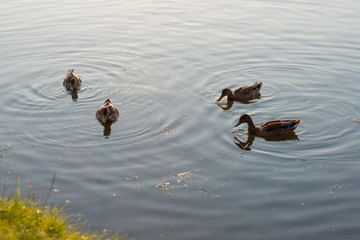 four ducks swimming and feeding in the lake