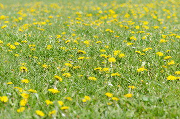 Field of dandelions (Taraxacum officinale) in flower. Abundant yellow flowers in a British meadow, amongst grass