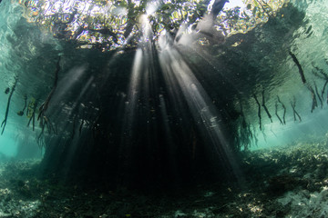 Light and Shadows in Raja Ampat Mangrove