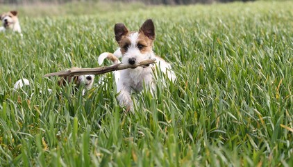 jackrussell im feld und action
