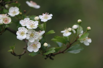 Zweig eines Weißdorn-Busches mit Weißdornblüten, Heilpflanze, alternative Medizin,...