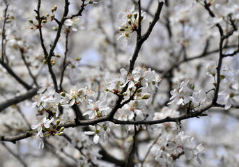  Frühling