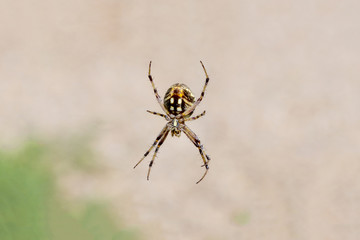Right third orb weaver spider