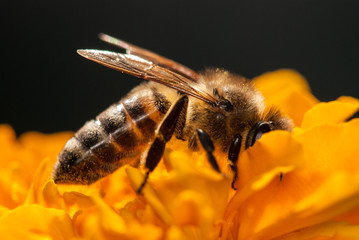 bee on the orange flower with copyspace