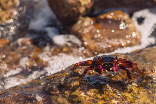 Wet sea crab on the stone on a sunny summer day