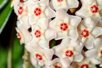 Beautiful blooming flowers of wax plant hoya carnosa. close up view