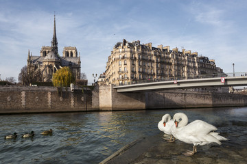 Cygnes blanc sur les bords de Seine Paris