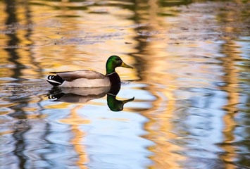 Mallard duck in pond