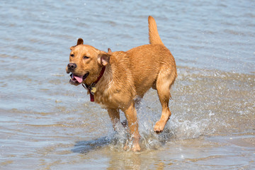 Hund sprintet durchs Meer