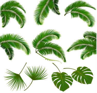 Set of palm leaves isolated on white background. Vector illustra
