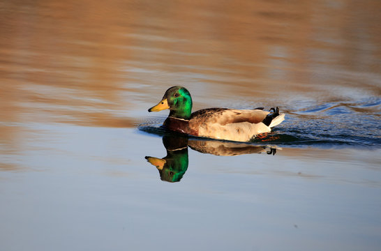 Mallard duck in pond