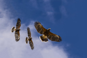 Family of hunting Harris' Hawk