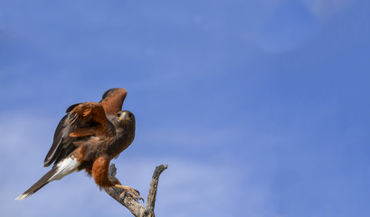 Harris' Hawk in left third open framed photo.