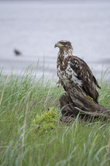 Yearling Bald Eagle off the coast of Alaska's Turn-again Arm of Cook Inlet