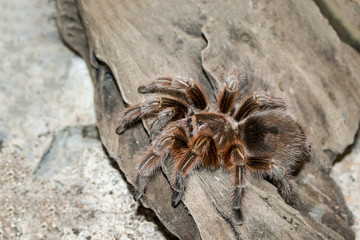 Rose Tarantula