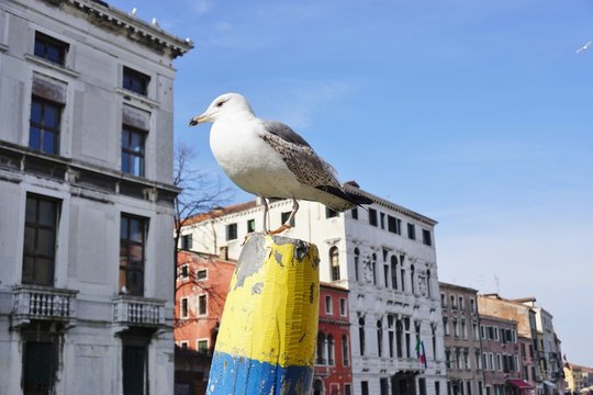 A seagull in Venice, Italy