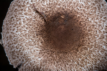 Close-Up of mushroom / mushrooms isolated on white background / mushrooms isolated on black background / fungi / Single Fungi
