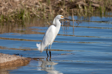 Snowy egret (Egretta Thula) in springtime fishing in shallow marsh water at Edwin B. Forsythe National Wildlife Refuge in New Jersey 