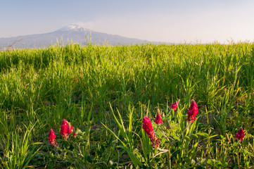 Landscapes of Sicily: sulla plant in the fields of Catania plain and Mount Etna in the background