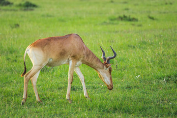 Hartebeest (antelope) grazing in the Maasai Mara national park (Kenya)