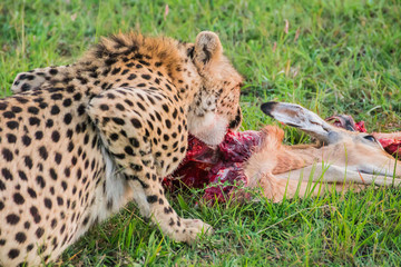 Small cheetah eating a caught impala in the Maasai Mara national park (Kenya)
