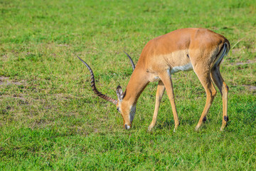 Impala grazing in the Maasai Mara national park (Kenya)