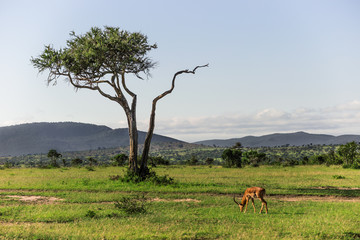 Impala grazing in the Maasai Mara national park with a big tree and mountains in the background (Kenya)