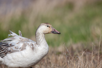 Snow Goose with wing feathers blowing in breeze and walking along marsh in Edwin B. Forsythe National Wildlife refuge in New Jersey