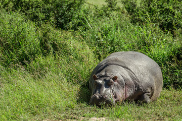 Hippo resting in the grass in the Maasai Mara national park (Kenya)