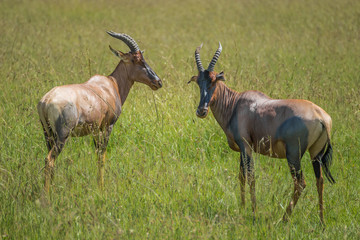 Naklejka na ściany i meble Two hartebeest (antelopes) in the Maasai Mara national park (Kenya)