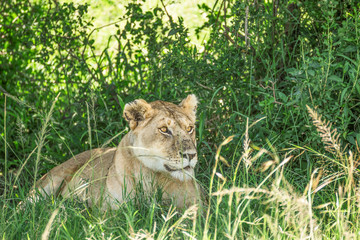 Lioness resting in the bushes in the Maasai Mara national park with lots of flies covering it (Kenya)