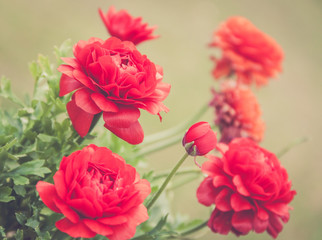 Brilliantly colored red and orange flowers called Ranunculus are attractive, delicate and the petals are of crepe paper consistency in a warm vintage setting