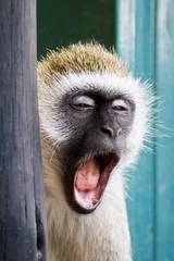 Washable wall murals Monkey Vervet monkey yawning in the Amboseli national park (Kenya)